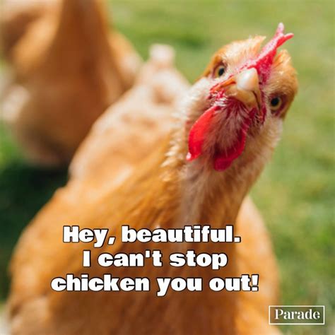 is that a chicken meme|hilarious chicken memes.